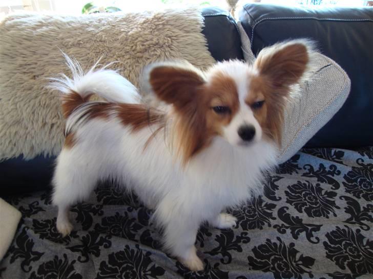 Papillon Penny Lane billede 10