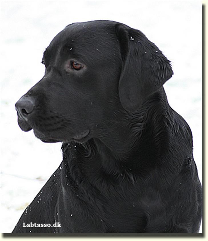 Labrador retriever Lab Tasso Blue Bell billede 6