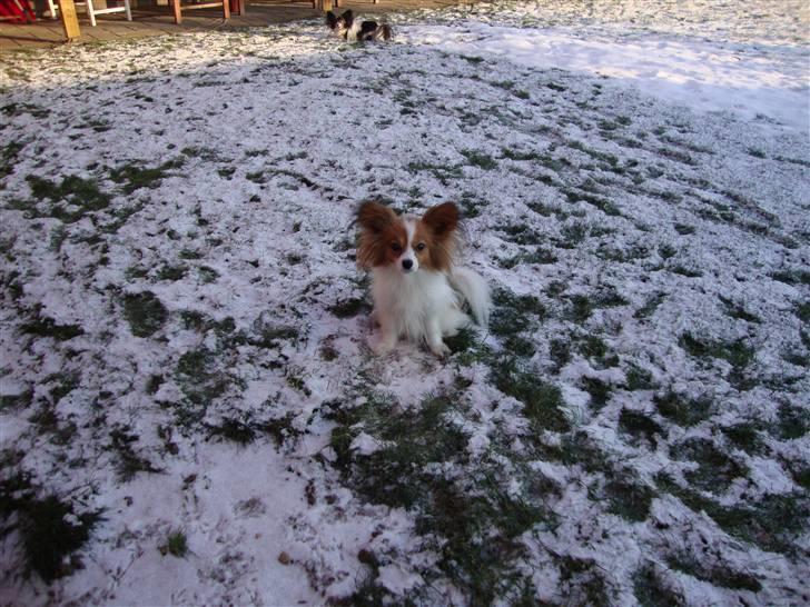 Papillon Penny Lane billede 11