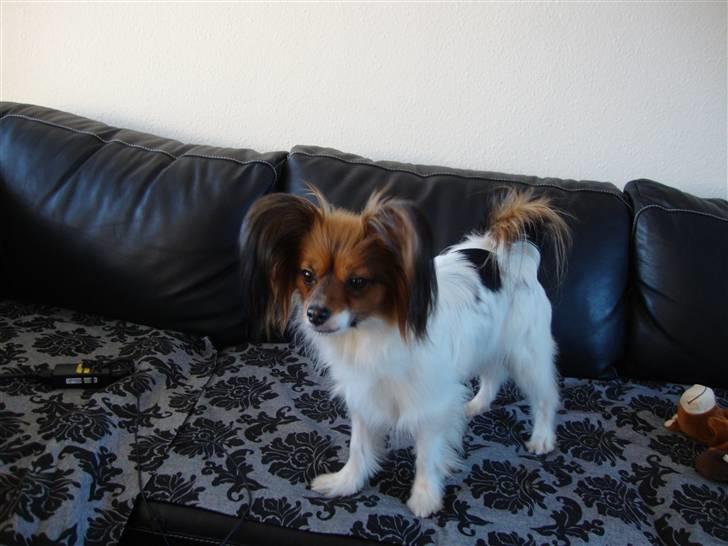 Papillon Dolly Parton billede 16