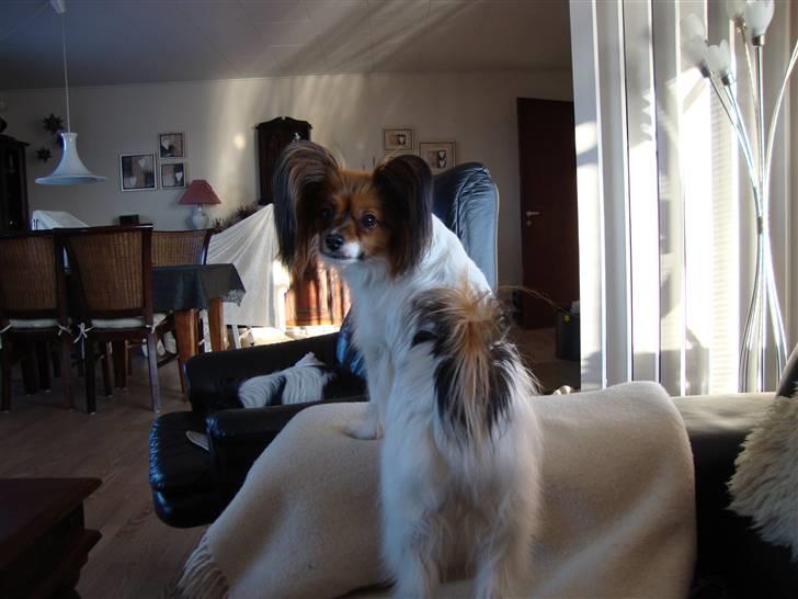 Papillon Dolly Parton billede 17