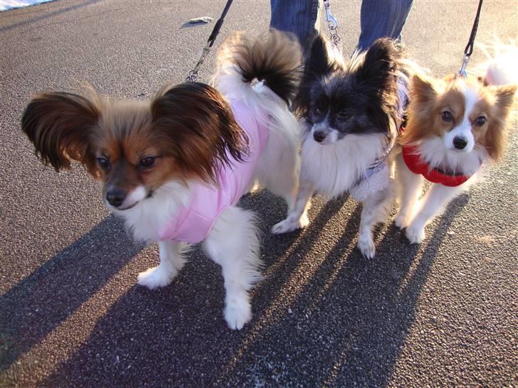 Papillon Dolly Parton billede 18