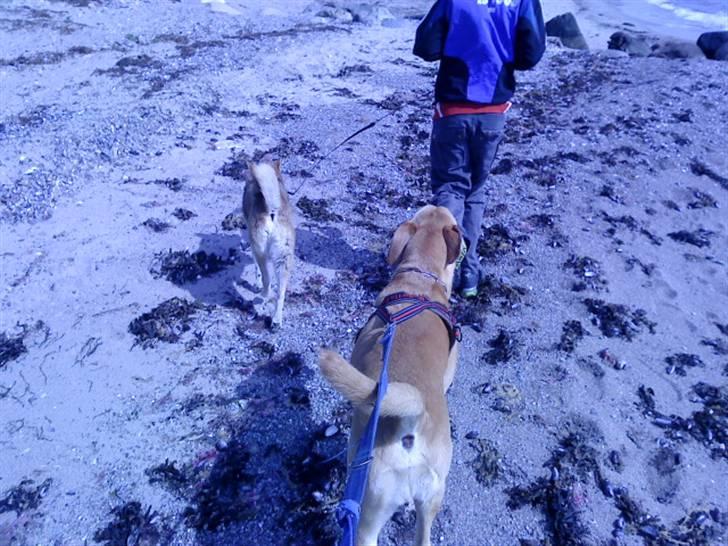 Labrador retriever Kvik - En dejlig dag på stranden :D billede 6