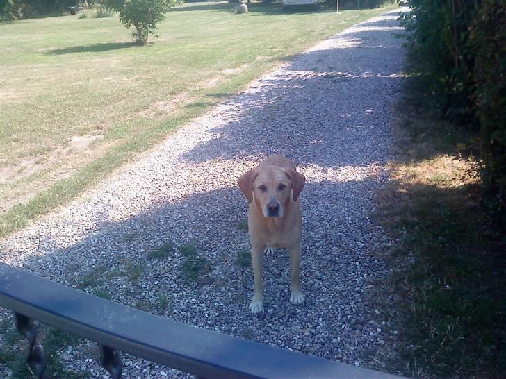 Labrador retriever Kvik - Du må ikk gå fra mig ;( billede 7