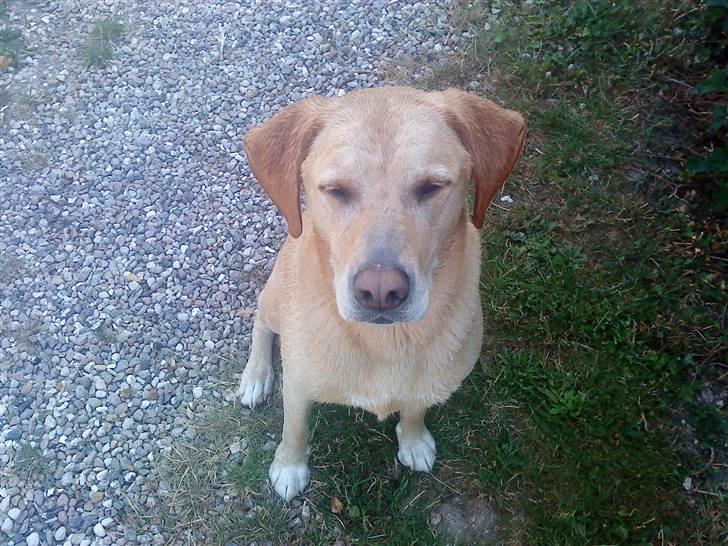 Labrador retriever Kvik - Kæl mig, kom nu vil du ikk nok ? :D billede 8