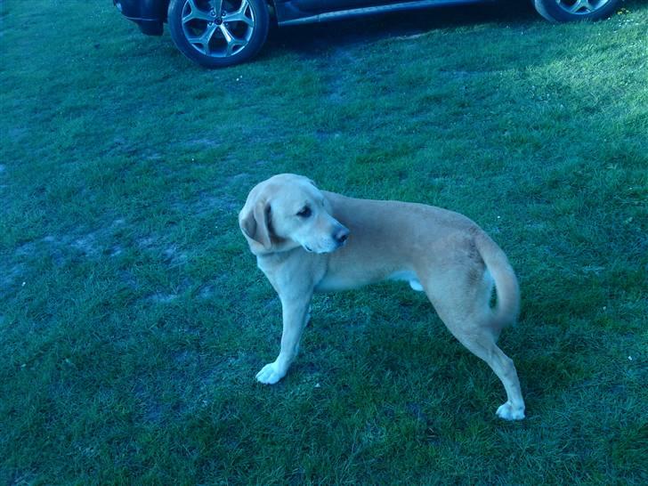 Labrador retriever Kvik - Er jeg ikk fin ? <3 billede 9