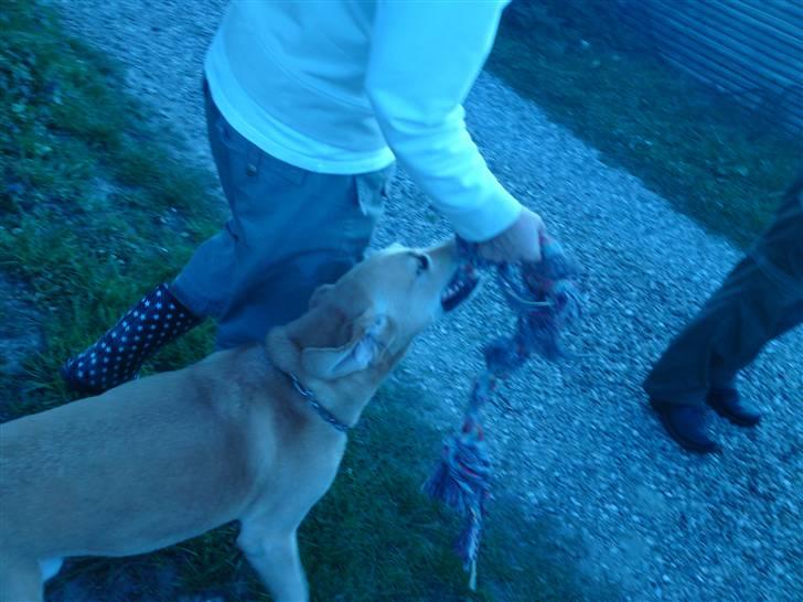 Labrador retriever Kvik - Jeg vil lege ::)) billede 10