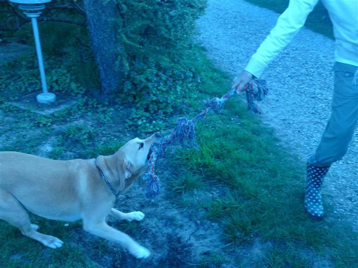 Labrador retriever Kvik - MERE !!! <3 billede 11