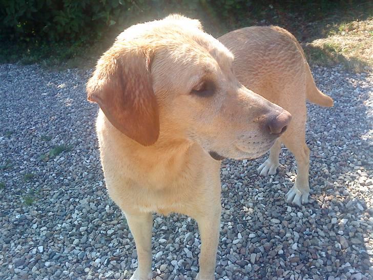 Labrador retriever Kvik - Smukke mig :))  billede 12