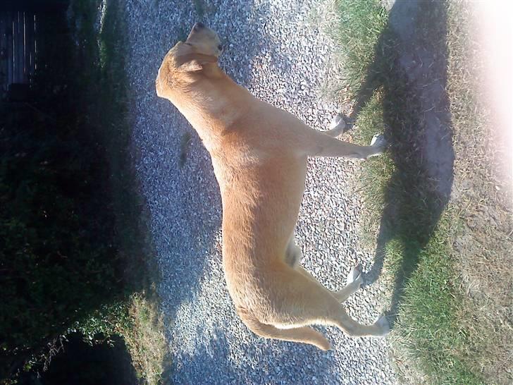 Labrador retriever Kvik - Ahh :D billede 13