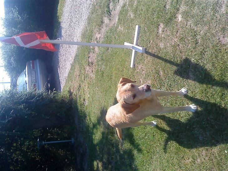 Labrador retriever Kvik - Vi ses :* billede 14