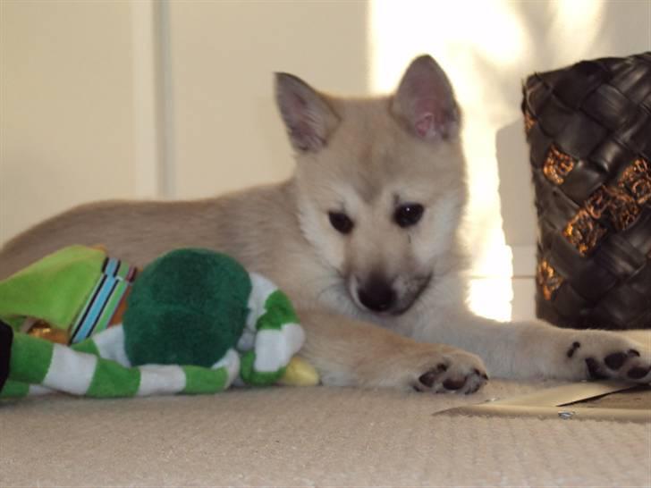Norsk buhund tika - 8½ uge.. er jeg ikke dejlig :) billede 1