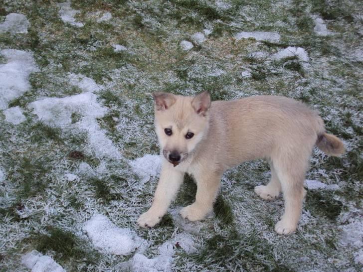 Norsk buhund tika - hvor er det koldt. billede 2