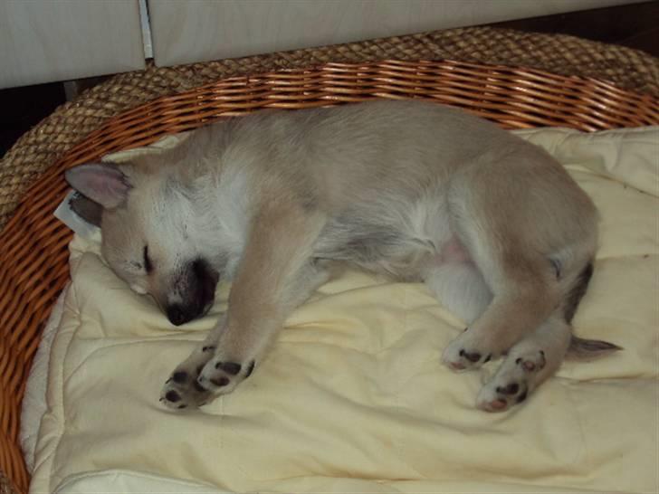 Norsk buhund tika - nu er jeg blevet træt. billede 3