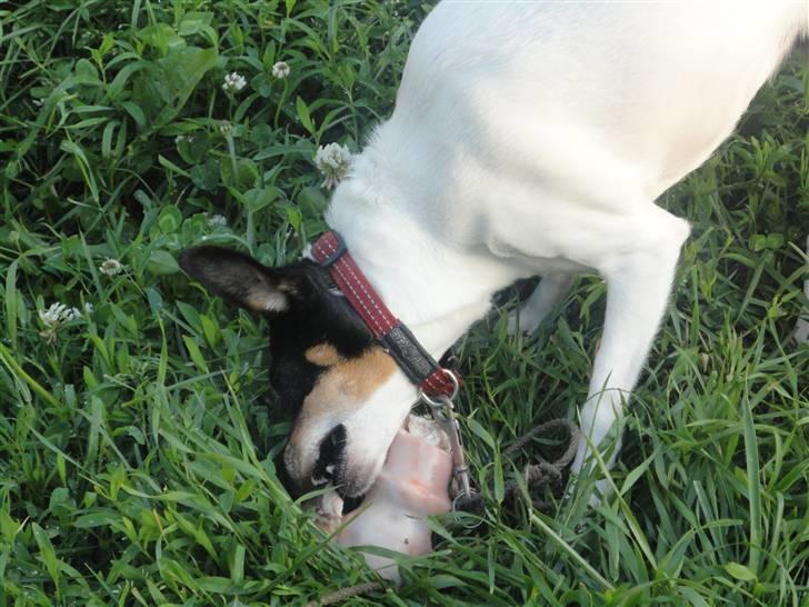Dansk svensk gaardhund Fjotte billede 1