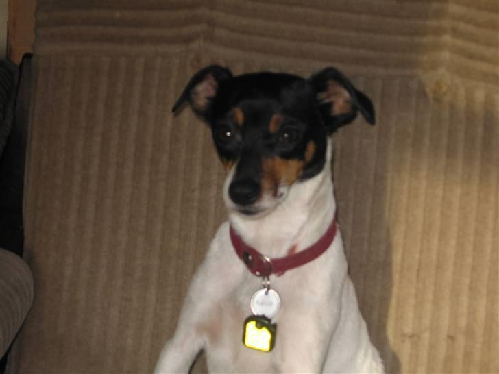 Dansk svensk gaardhund Fjotte billede 2