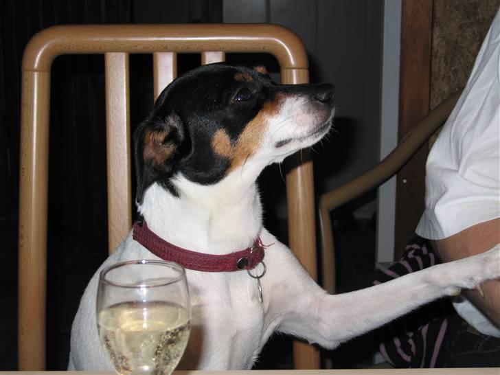 Dansk svensk gaardhund Fjotte - Skal vi ikke dele din mad? billede 3