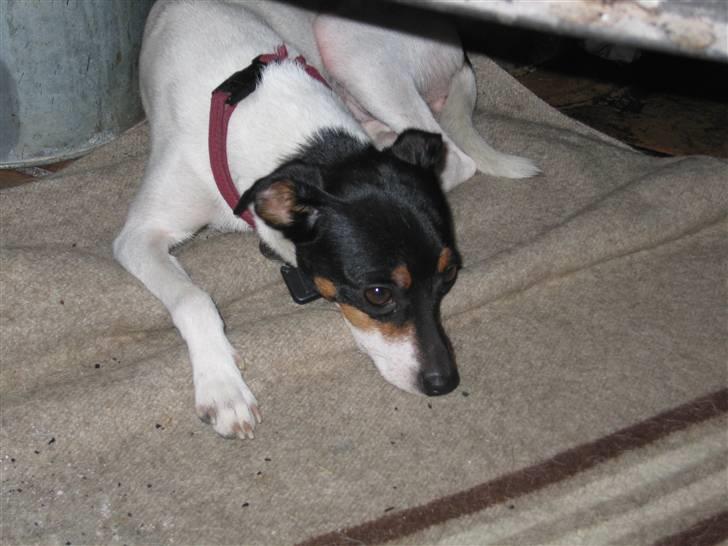 Dansk svensk gaardhund Fjotte billede 4