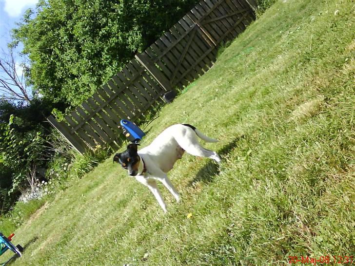 Dansk svensk gaardhund Fjotte - Sol og sommer er bare sagen billede 5