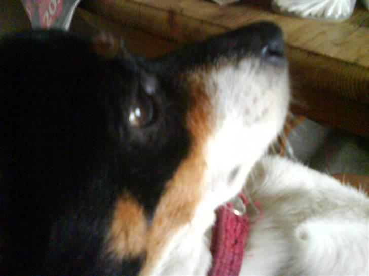 Dansk svensk gaardhund Fjotte billede 6