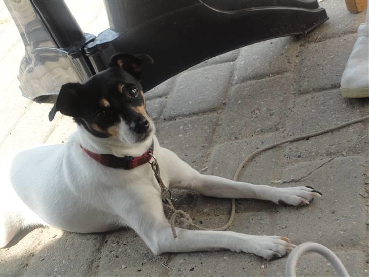 Dansk svensk gaardhund Fjotte billede 7