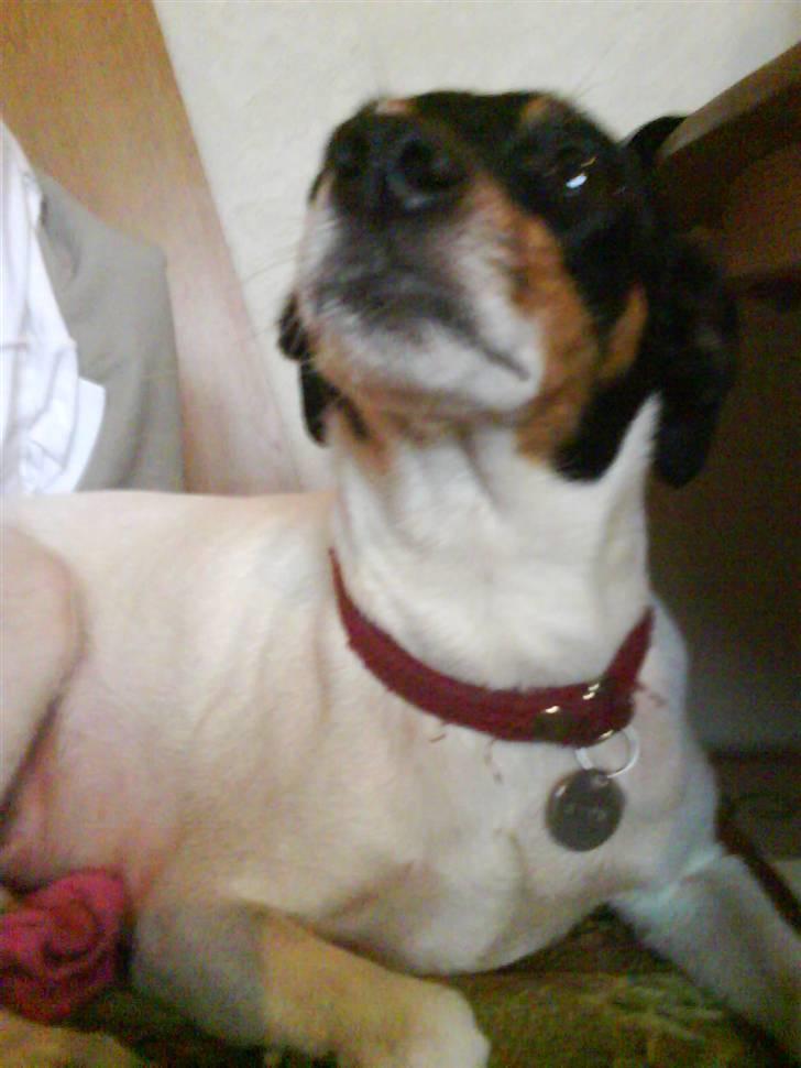 Dansk svensk gaardhund Fjotte billede 8