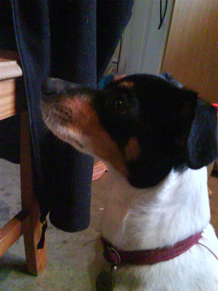 Dansk svensk gaardhund Fjotte billede 9