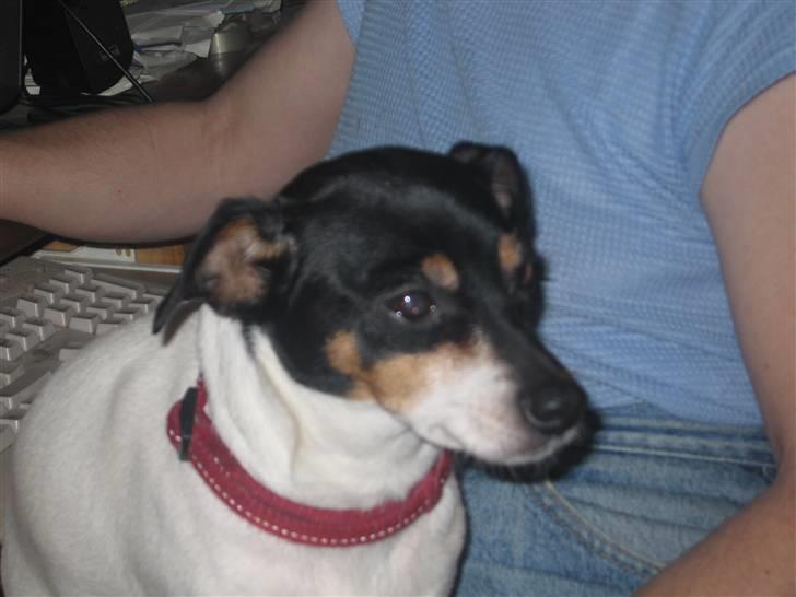 Dansk svensk gaardhund Fjotte billede 12