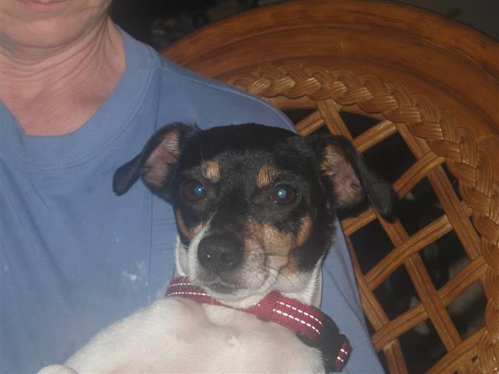 Dansk svensk gaardhund Fjotte billede 13