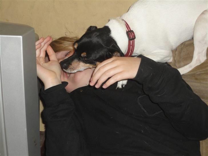 Dansk svensk gaardhund Fjotte - Pys - pys  billede 14