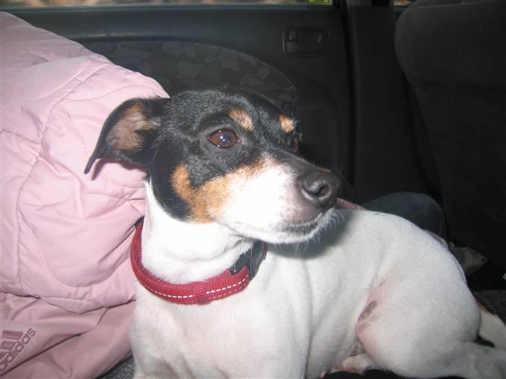 Dansk svensk gaardhund Fjotte billede 15