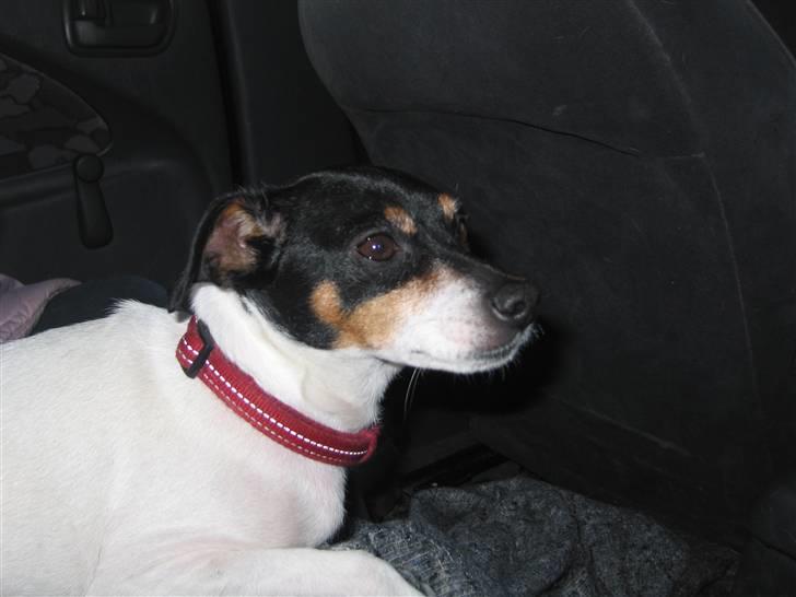 Dansk svensk gaardhund Fjotte billede 16