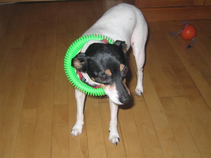 Dansk svensk gaardhund Fjotte billede 17