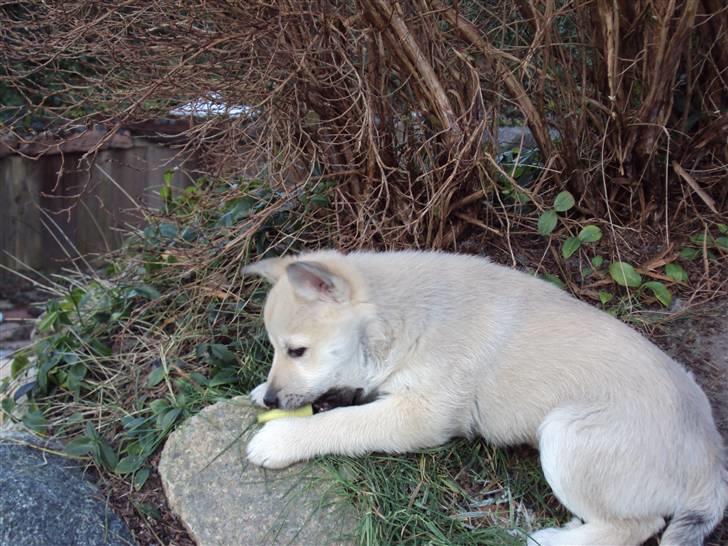 Norsk buhund tika - her er jeg igang med at undersøge min nye have billede 4