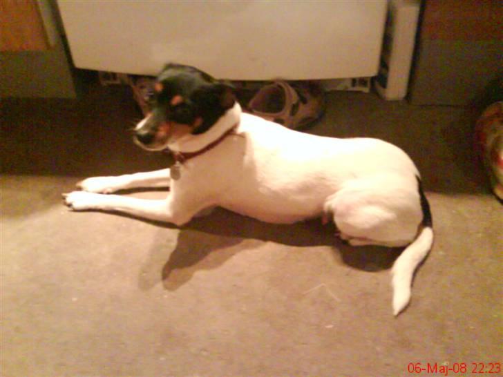 Dansk svensk gaardhund Fjotte - En plads i solen er bare sagen billede 18