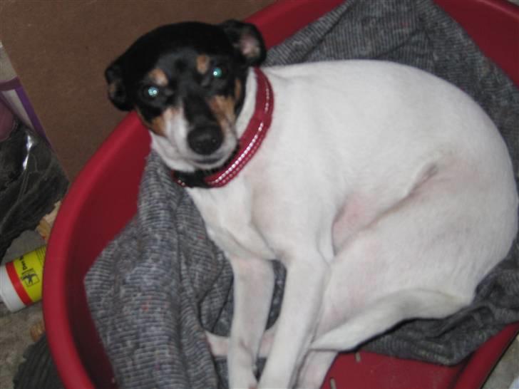 Dansk svensk gaardhund Fjotte billede 19