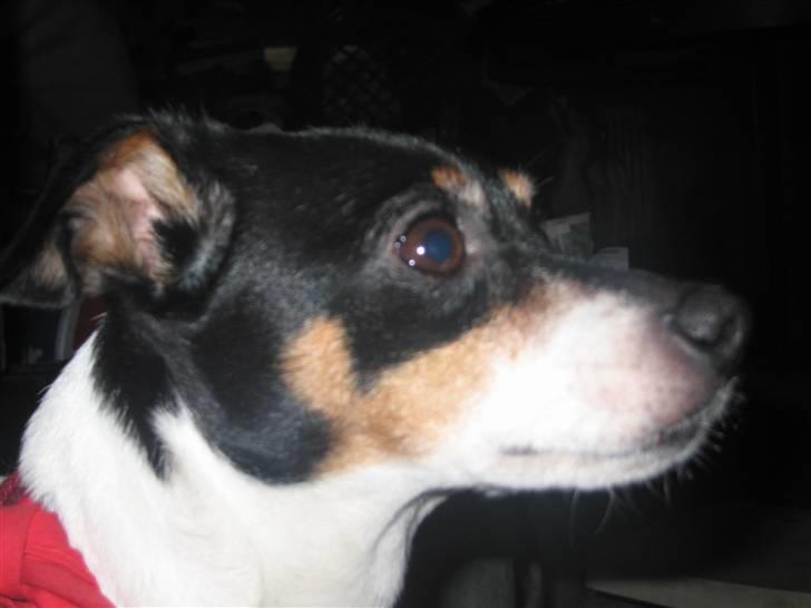 Dansk svensk gaardhund Fjotte billede 20