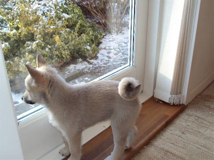 Norsk buhund tika - jeg vil gerne ud billede 5