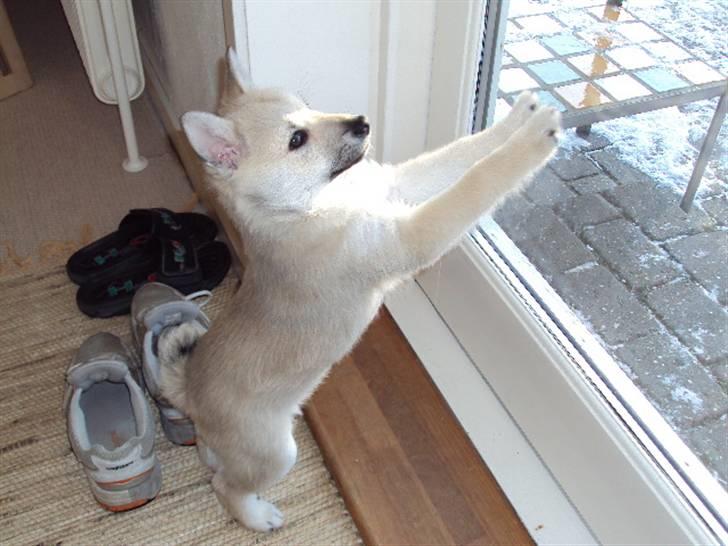 Norsk buhund tika - nu vil jeg altså virkelig gerne ud! billede 6