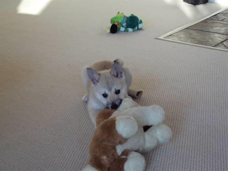 Norsk buhund tika - jeg har den den er færdig!  billede 7