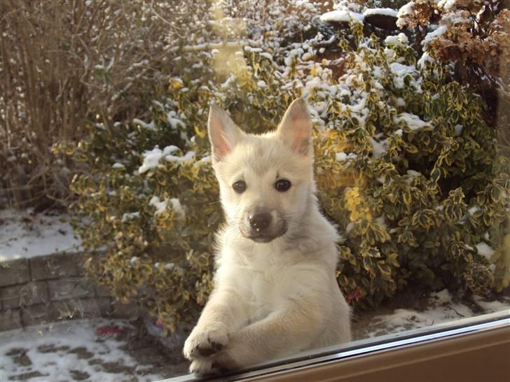 Norsk buhund tika - nu vil jeg gerne ind igen :) billede 8