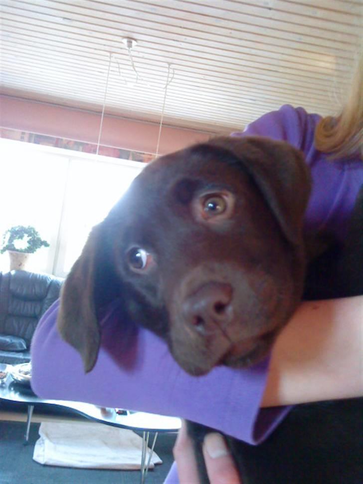 Labrador retriever Ronja<3 billede 8