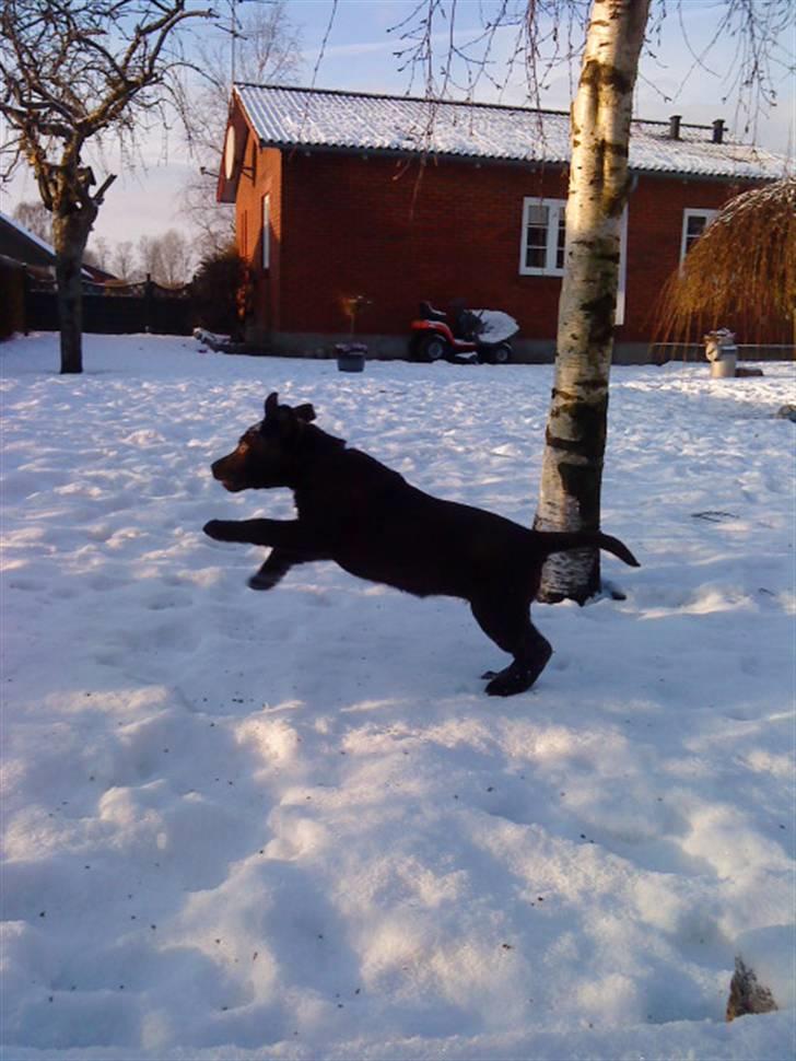 Labrador retriever Ronja<3 billede 9