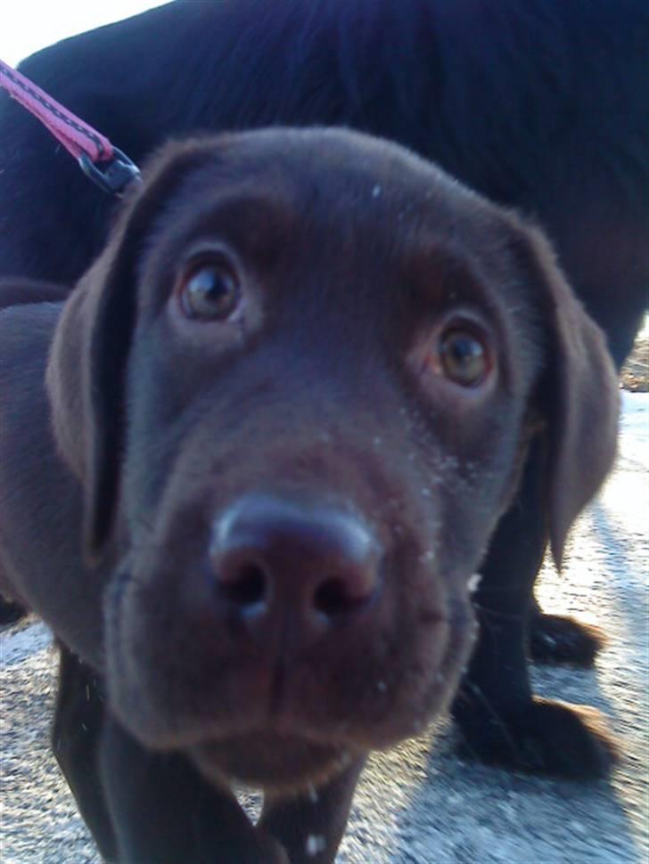 Labrador retriever Ronja<3 billede 10