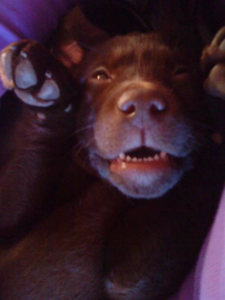 Labrador retriever Ronja<3 billede 11