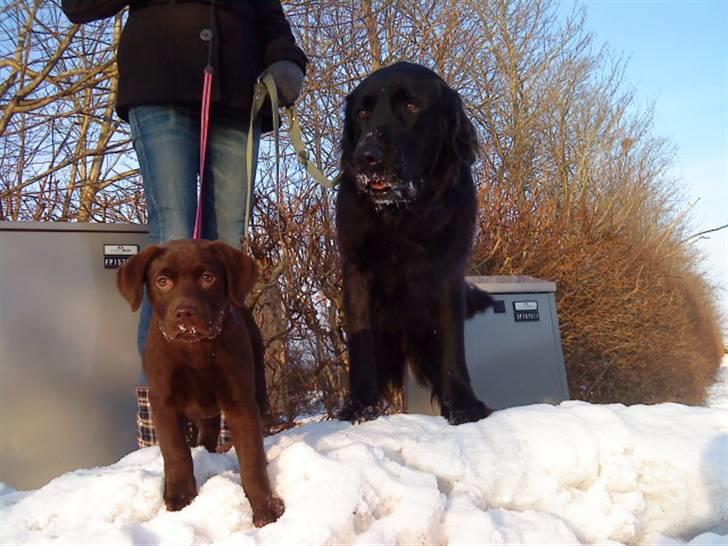 Labrador retriever Ronja<3 billede 12