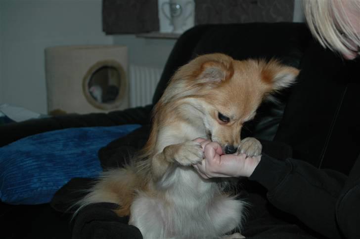 Blanding af racer Mille SOLGT billede 1