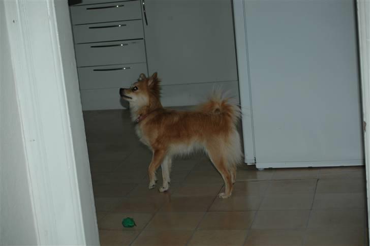 Blanding af racer Mille SOLGT - jaja vi tigger allerede fra første dag :) billede 2