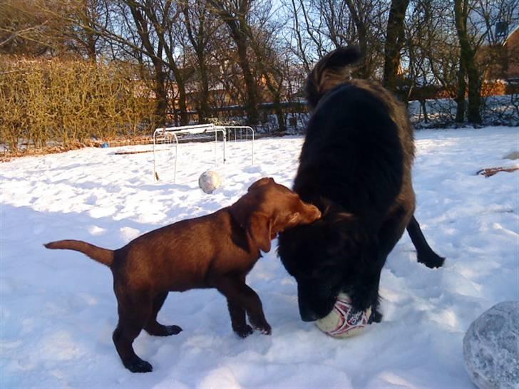 Labrador retriever Ronja<3 billede 14