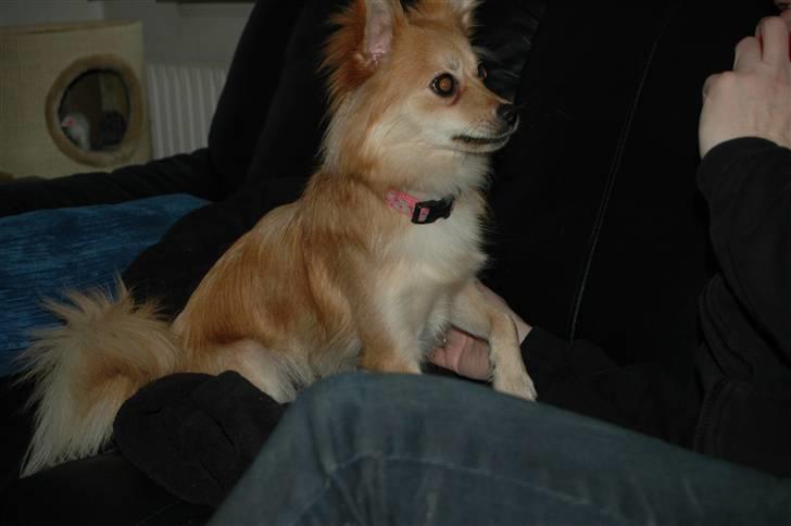 Blanding af racer Mille SOLGT billede 4